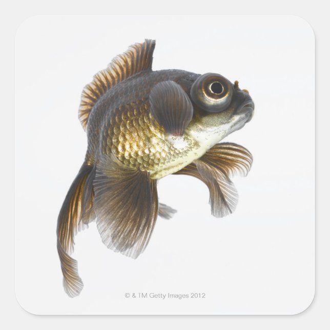 Black moor goldfish (Carassius auratus) 2 Square Sticker (Front)