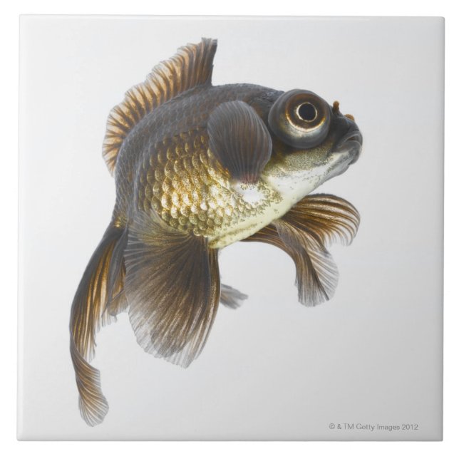 Black moor goldfish (Carassius auratus) 2 Tile (Front)