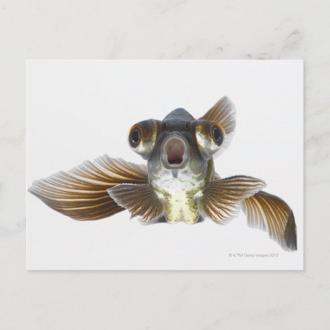 Black moor goldfish (Carassius auratus) Postcard (Front)