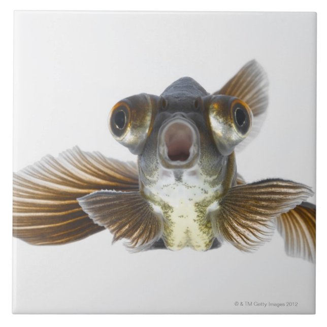 Black moor goldfish (Carassius auratus) Tile (Front)