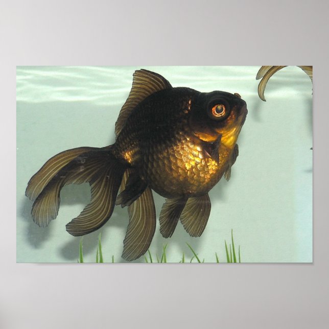 Black-moor Goldfish Portfolio Poster (Front)