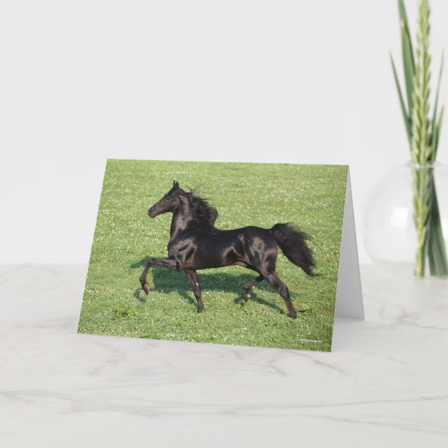 Black Morgan Stallion Mane and Tail Flowing Card (Front)