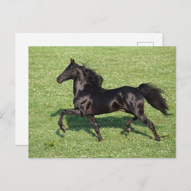 Black Morgan Stallion Mane and Tail Flowing Postcard (Front/Back)