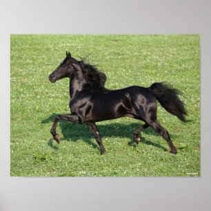 Black Morgan Stallion Mane and Tail Flowing Poster