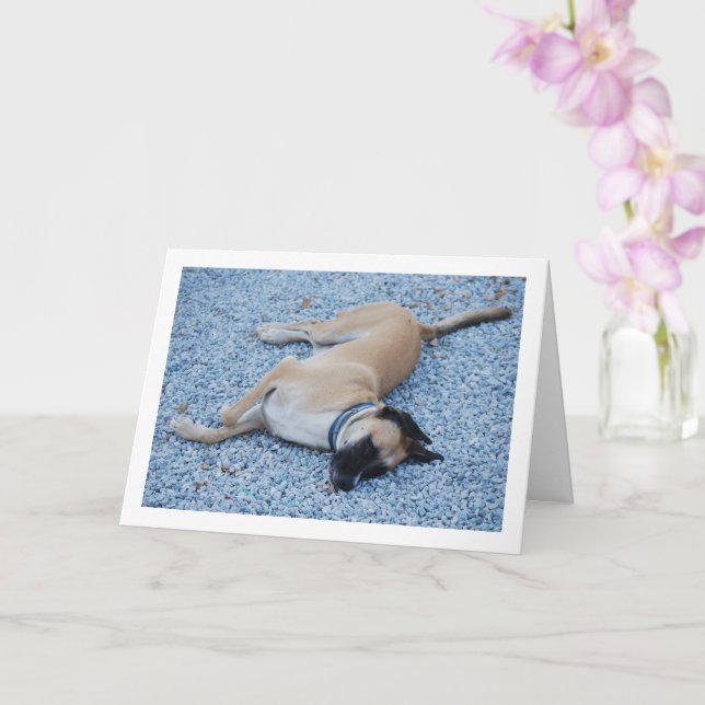 Black Mouth Cur Canine on Gravel Card (Orchid)