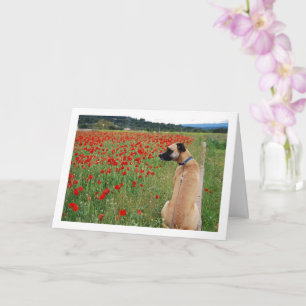 Black Mouth Cur Dog and Poppy Flowers Card