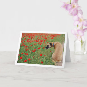 Black Mouth Cur Dog and Poppy Flowers Card