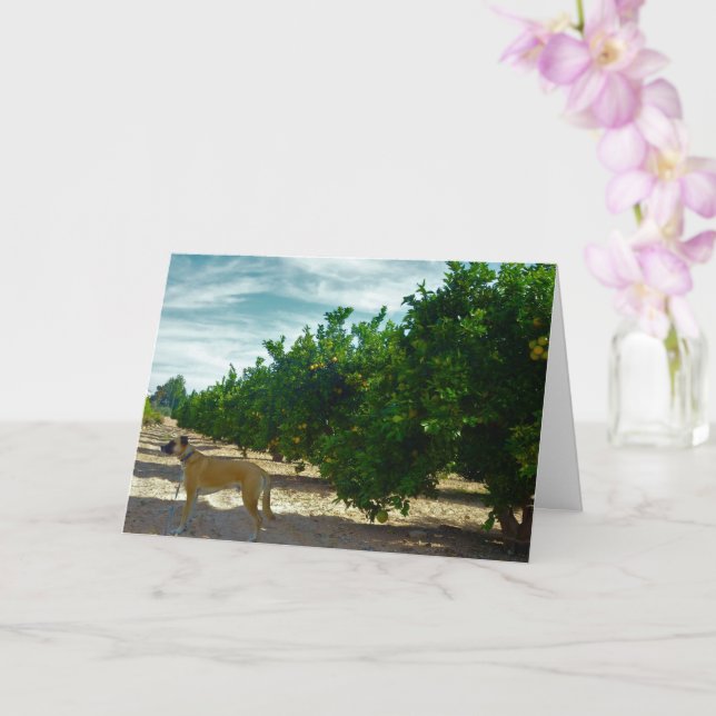 Black Mouth Cur Dog in Orange Grove Card (Orchid)