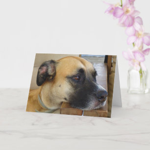 Black Mouth Cur Dog Portrait Card