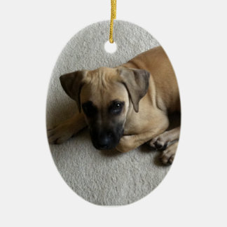 Black-mouth cur puppy with blue toy ceramic tree decoration