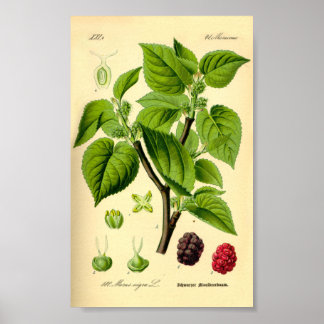 Black Mulberry (Morus nigra) Poster