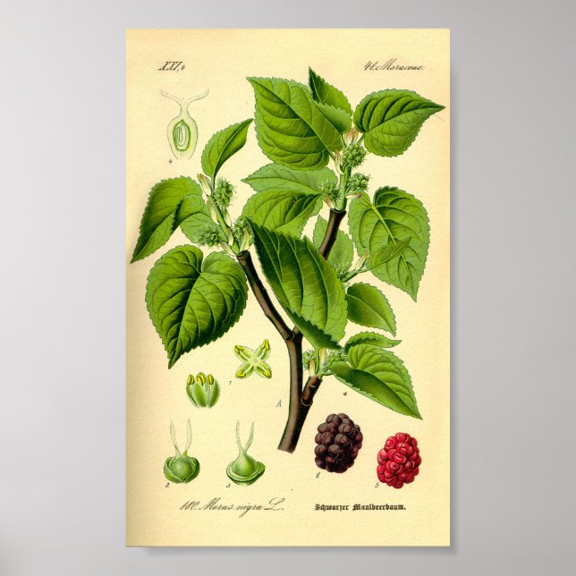 Black Mulberry (Morus nigra) Poster (Front)