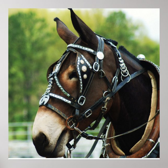 black mule poster (Front)