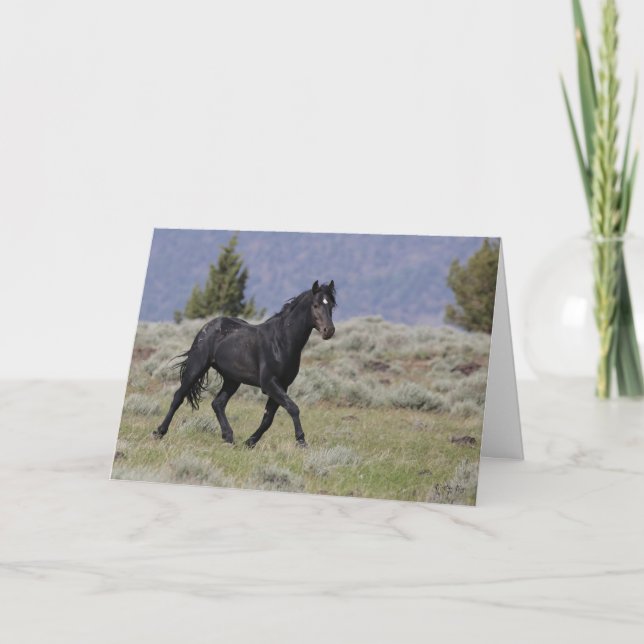 Black Mustang Stallion Folded Greeting Card (Front)