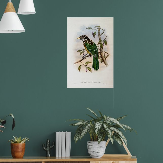 Black-naped Cat-bird by John Gould Poster (Living Room 1)