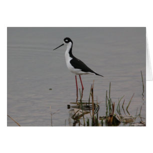 Black-necked Stilt
