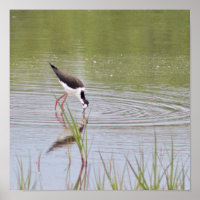 Black-Necked Stilt 