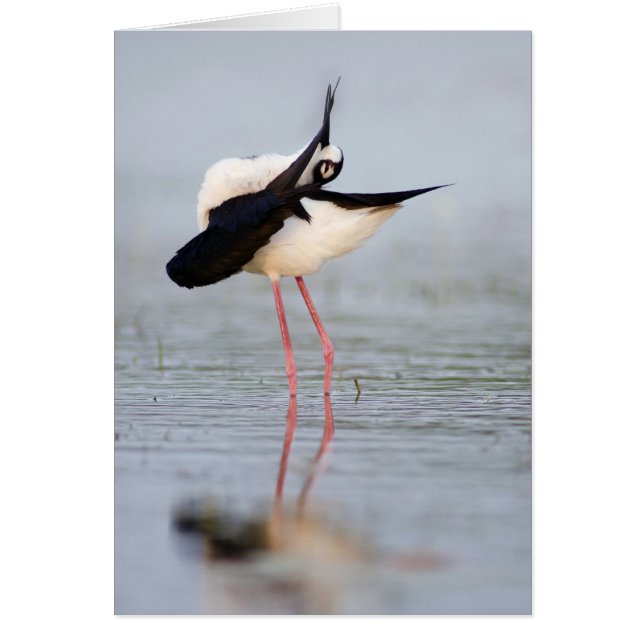Black-necked Stilt Preening (Front)
