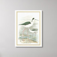 Black-Necked Stilts by the Water