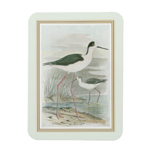 Black-Necked Stilts by the Water Magnet