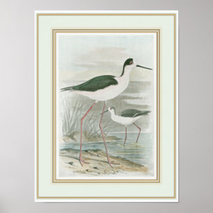 Black-Necked Stilts by the Water Poster