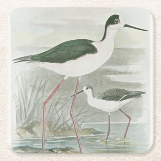 Black-Necked Stilts by the Water Square Paper Coaster (Front)