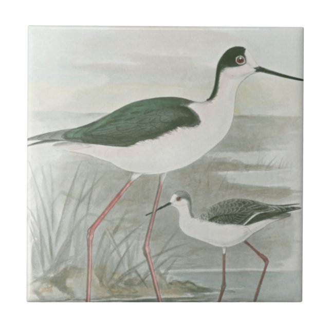 Black-Necked Stilts by the Water Tile (Front)