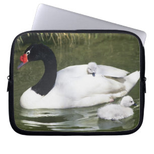 Black-necked swan adult and cygnets in water. laptop sleeve