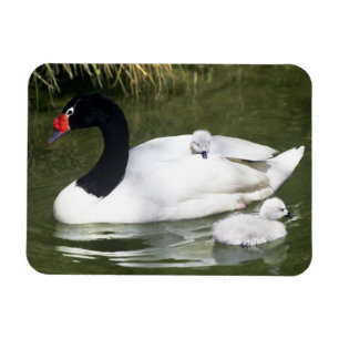 Black-necked swan adult and cygnets in water. magnet