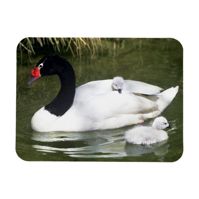 Black-necked swan adult and cygnets in water. magnet (Horizontal)
