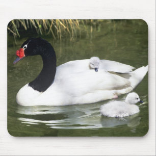 Black-necked swan adult and cygnets in water. mouse mat