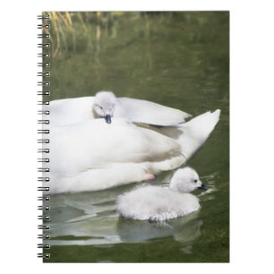 Black-necked swan adult and cygnets in water. notebook