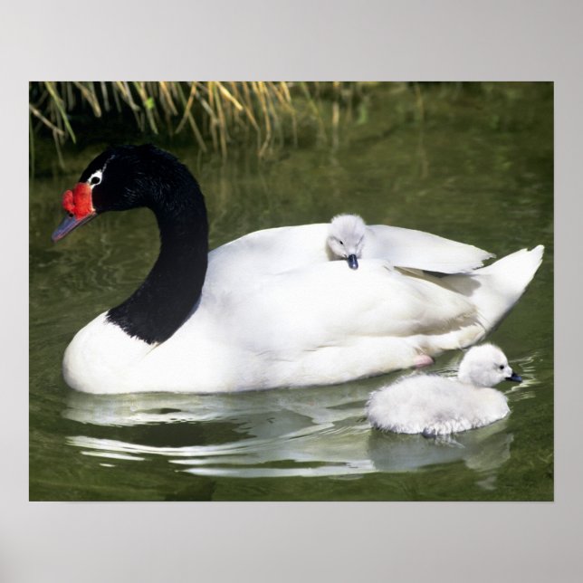 Black-necked swan adult and cygnets in water. poster (Front)