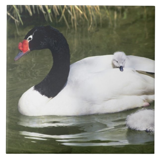 Black-necked swan adult and cygnets in water. tile (Front)