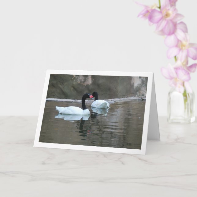 Black Necked Swans Card (Orchid)