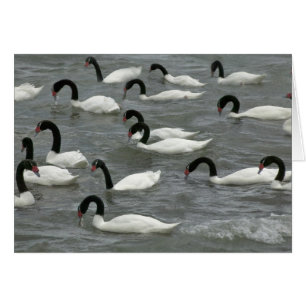 Black-necked swans (Cygnus melancoryphus)