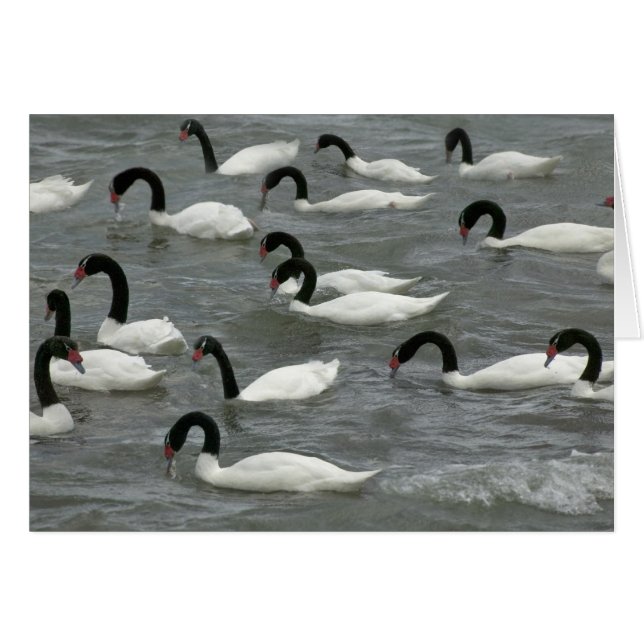 Black-necked swans (Cygnus melancoryphus) (Front Horizontal)
