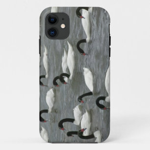 Black-necked swans (Cygnus melancoryphus) iPhone 11 Case