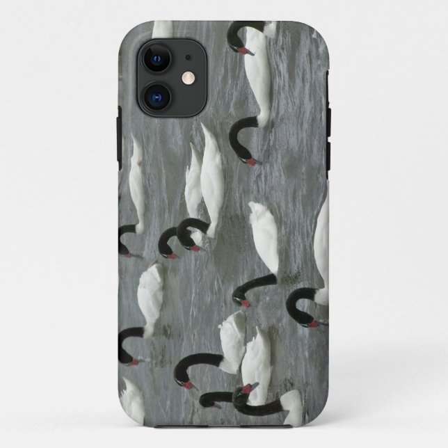 Black-necked swans (Cygnus melancoryphus) Case-Mate iPhone Case (Back)