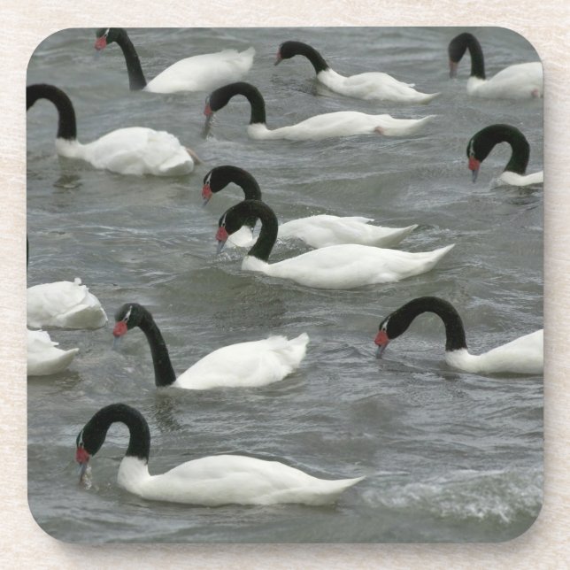 Black-necked swans (Cygnus melancoryphus) Coaster (Front)