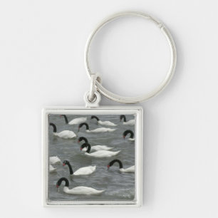 Black-necked swans (Cygnus melancoryphus) Key Ring