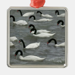 Black-necked swans (Cygnus melancoryphus) Metal Tree Decoration