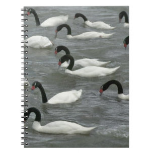 Black-necked swans (Cygnus melancoryphus) Notebook