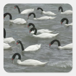 Black-necked swans (Cygnus melancoryphus) Square Sticker