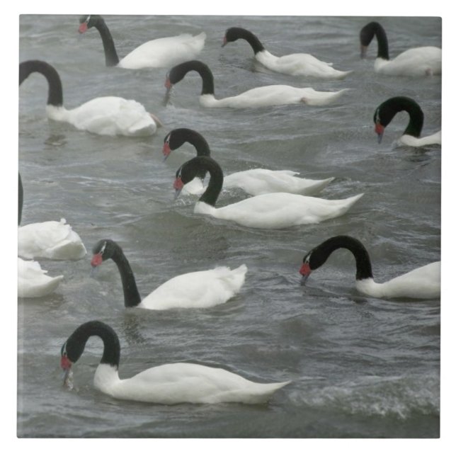 Black-necked swans (Cygnus melancoryphus) Tile (Front)