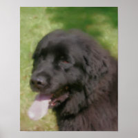 Black Newfoundland Dog Art Pastel