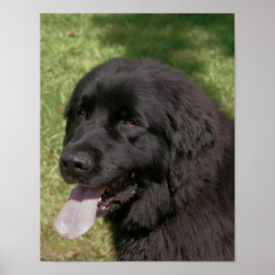 Black Newfoundland Dog  Poster