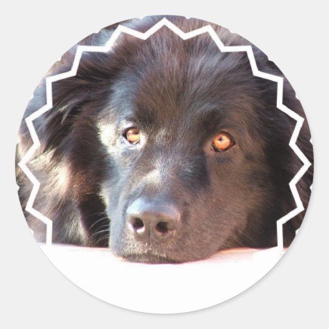 Black Newfoundland Dog Stickers (Front)
