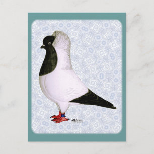 Black Nun Pigeon 1973 Postcard