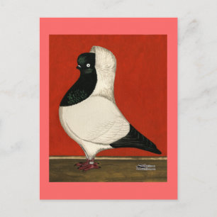 Black Nun Pigeon Postcard